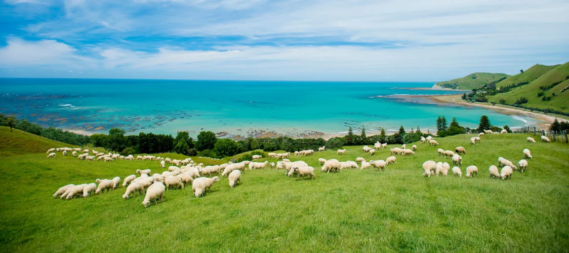 Free-range lamb