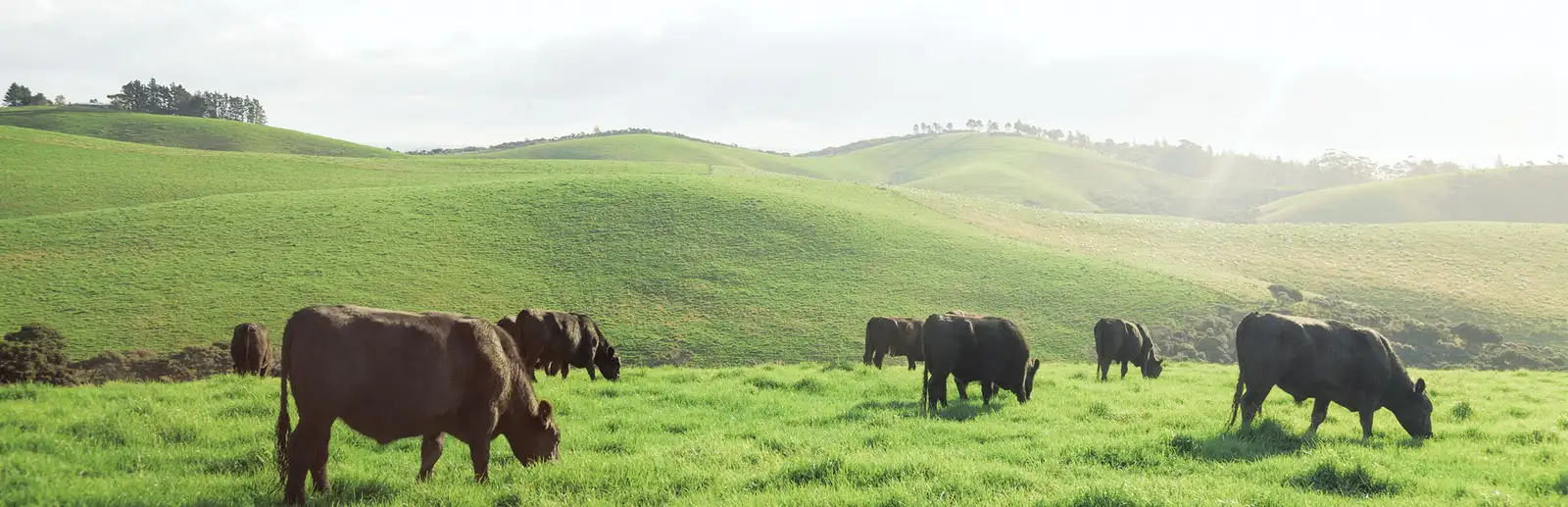 Grass-fed cattle